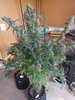 11-16-21_Day 83_#4_Bubba.jpg