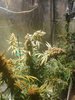 11-19-21_Day 86_#4_Bubba.jpg