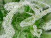 Trichs02.jpg