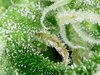 Trichs01.jpg