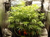 Grow 02 Day 44.JPG