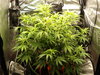 Grow 02 Day 45.JPG