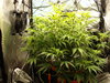 Grow 02 Day 46.JPG