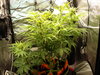 Grow 02 Day 47.JPG