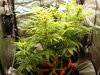 Grow 02 Day 48.JPG