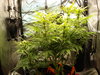 Grow 02 Day 49.JPG