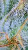 Trichomes00.jpg