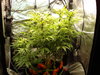 Grow 02 Day 51.JPG