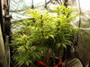 Grow 02 Day 52.JPG