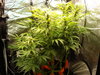 Grow 02 Day 53.JPG