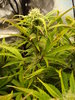 Grow 02 Day 53a.JPG