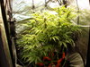 Grow 02 Day 54.JPG