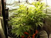 Grow 02 Day 55.JPG