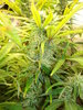 Grow 02 Day 57a.JPG