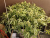 GG4auto.2_day99_no-colas.jpg