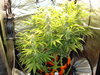 Grow 02 Day 58.JPG