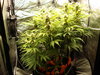 Grow 02 Day 60.JPG