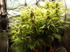 Grow 02 Day 61.JPG