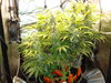 Grow 02 Day 63.JPG