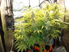 Grow 02 Day 65.JPG