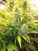 Grow 02 Day 65b.JPG