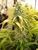 Grow 02 Day 66a.JPG