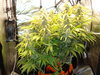 Grow 02 Day 68.JPG