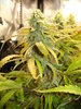 Grow 02 Day 68a.JPG