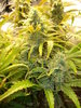 Grow 02 Day 68b.JPG