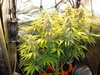 Grow 02 Day 70.JPG