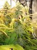 Grow 02 Day 72c.JPG