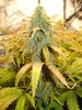 Grow 02 Day 73a.JPG