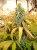 Grow 02 Day 74a.JPG