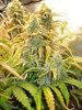 Grow 02 Day 74b.JPG