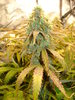 Grow 02 Day 75a.JPG