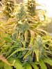 Grow 02 Day 75b.JPG