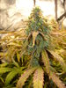 Grow 02 Day 76a.JPG