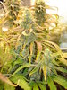 Grow 02 Day 76b.JPG