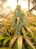 Grow 02 Day 77a.JPG