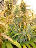 Grow 02 Day 77b.JPG