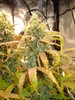 Grow 02 Day 77c.JPG