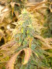 Grow 02 Day 77e.JPG