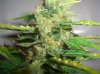 NEPAL KUSH PHENO_3_10-19-11.JPG