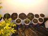 SEEDLINGS_10-19-11.JPG