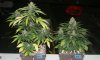 RRF_Day54_1.jpg