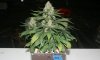 RRF_Day54_2.jpg