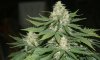 RRF_Day54_3.jpg