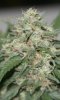 RRF_Day54_5.jpg