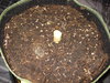 Grow 02 Day 80c.JPG