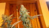 Northern lights photo bud.JPG